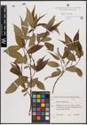 Foto von Salix fragilis L.